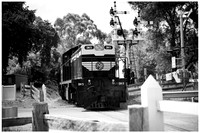 Puffing BIlly Railway 2025